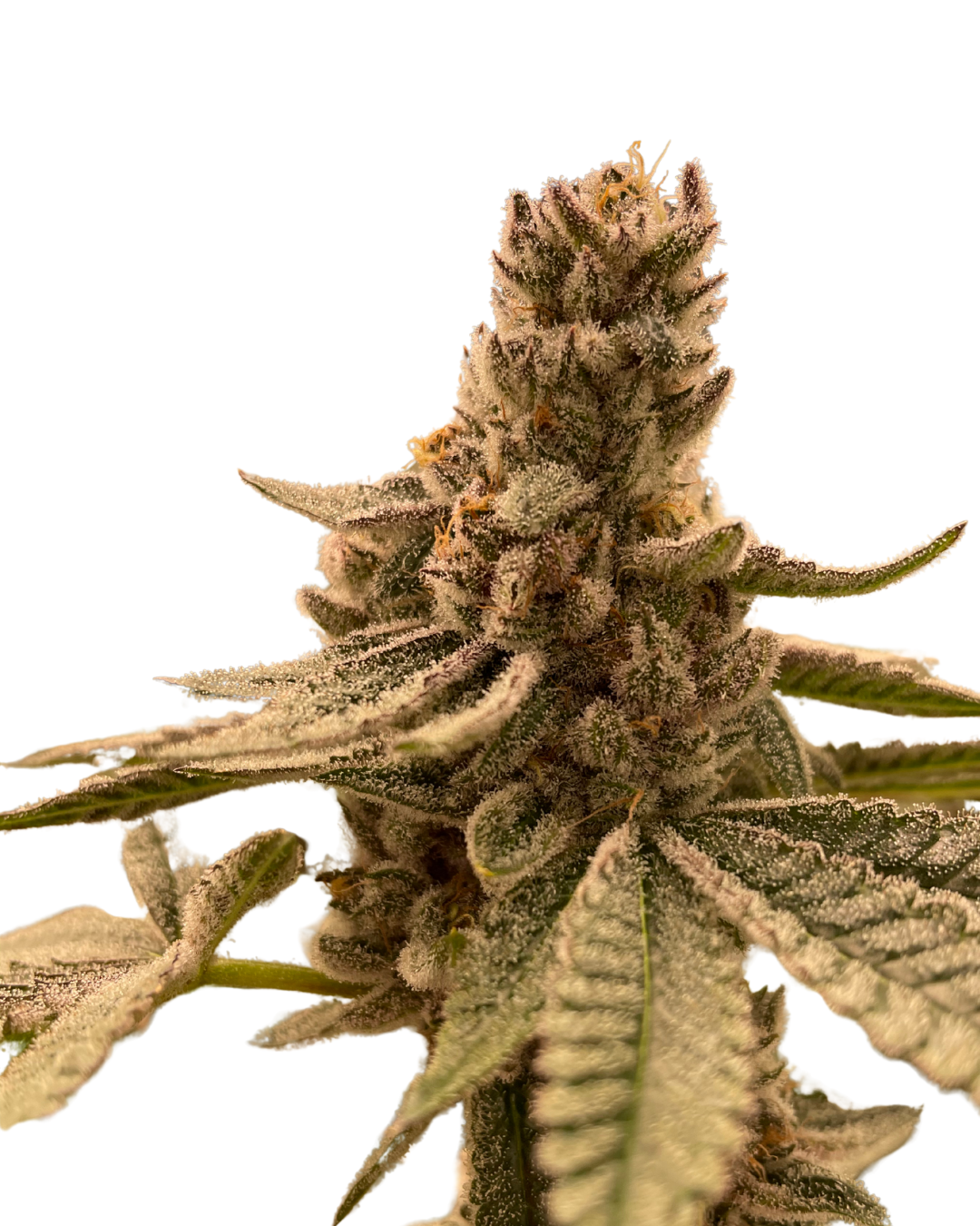 420seven Cannabis Photo